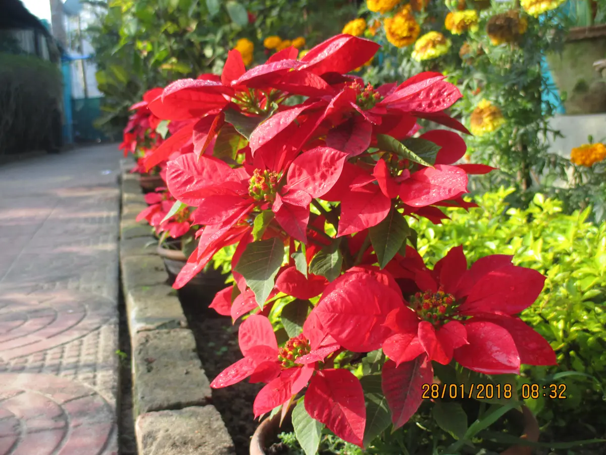 Tajpur Retreat